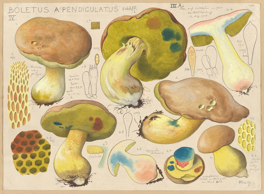 Hans Walty - Boletus appendiculatus Schäff.