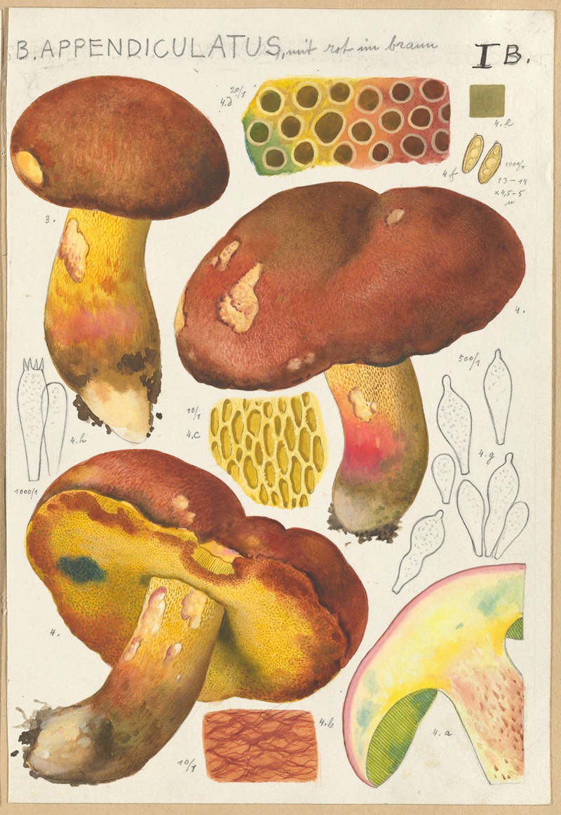 Hans Walty - Boletus appendiculatus Schäff