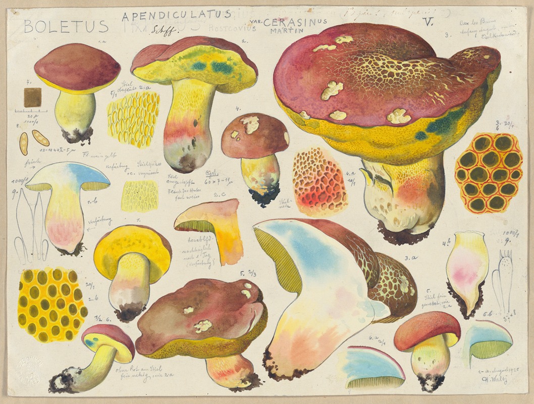 Hans Walty - Boletus appendiculatus Schff. var. cerasinus Martin