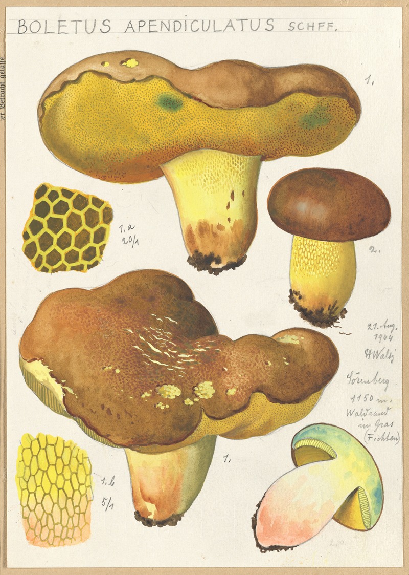 Hans Walty - Boletus appendiculatus schff