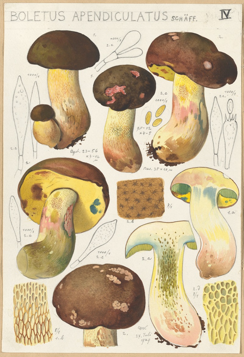 Hans Walty - Boletus appendiculatus.