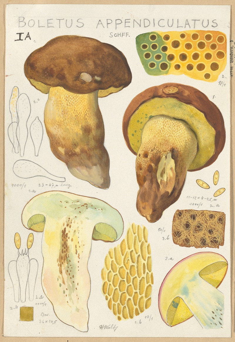 Hans Walty - Boletus appendiculatus