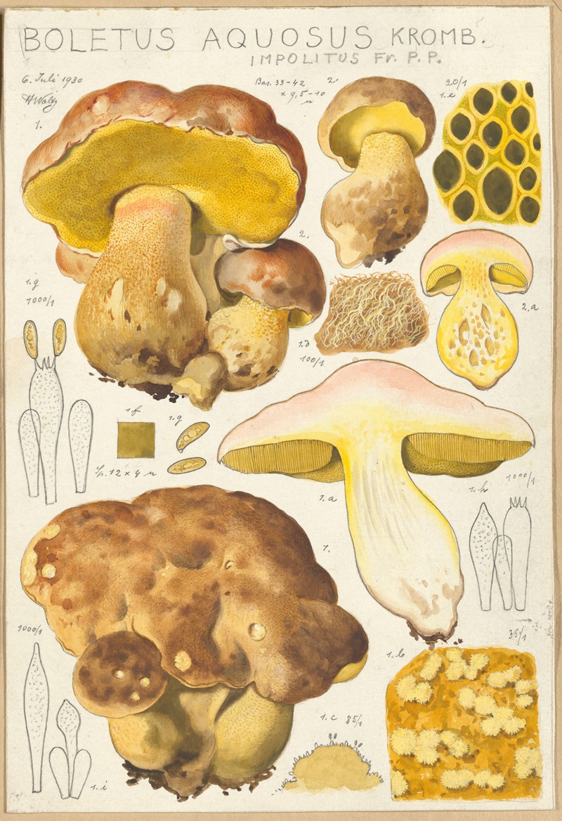 Hans Walty - Boletus aquosus