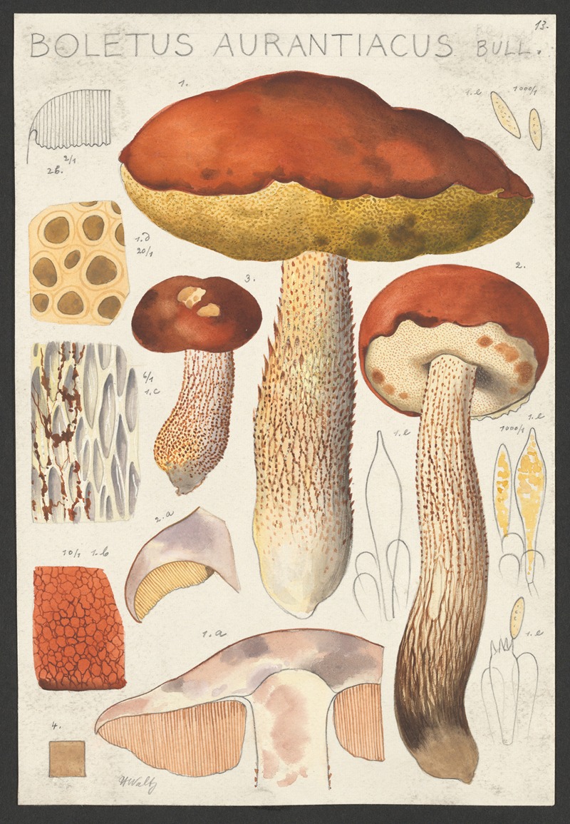 Hans Walty - Boletus aurantiacum Bull.