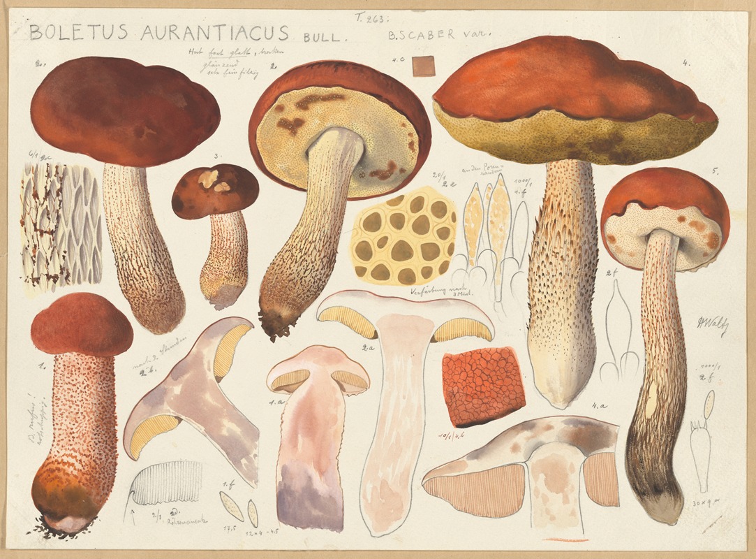 Hans Walty - Boletus aurantiacus Bull.