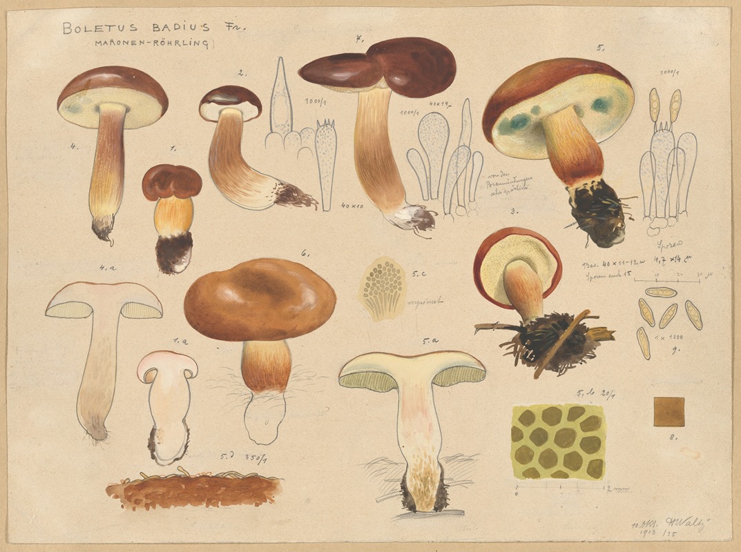 Hans Walty - Boletus badius Fr.