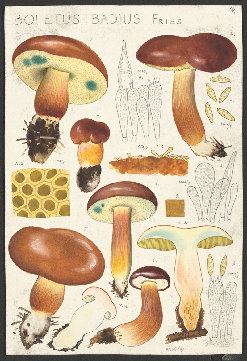 Hans Walty - Boletus badius Fries.