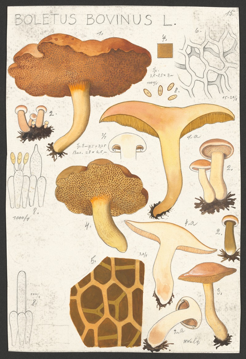 Hans Walty - Boletus bovinus L.