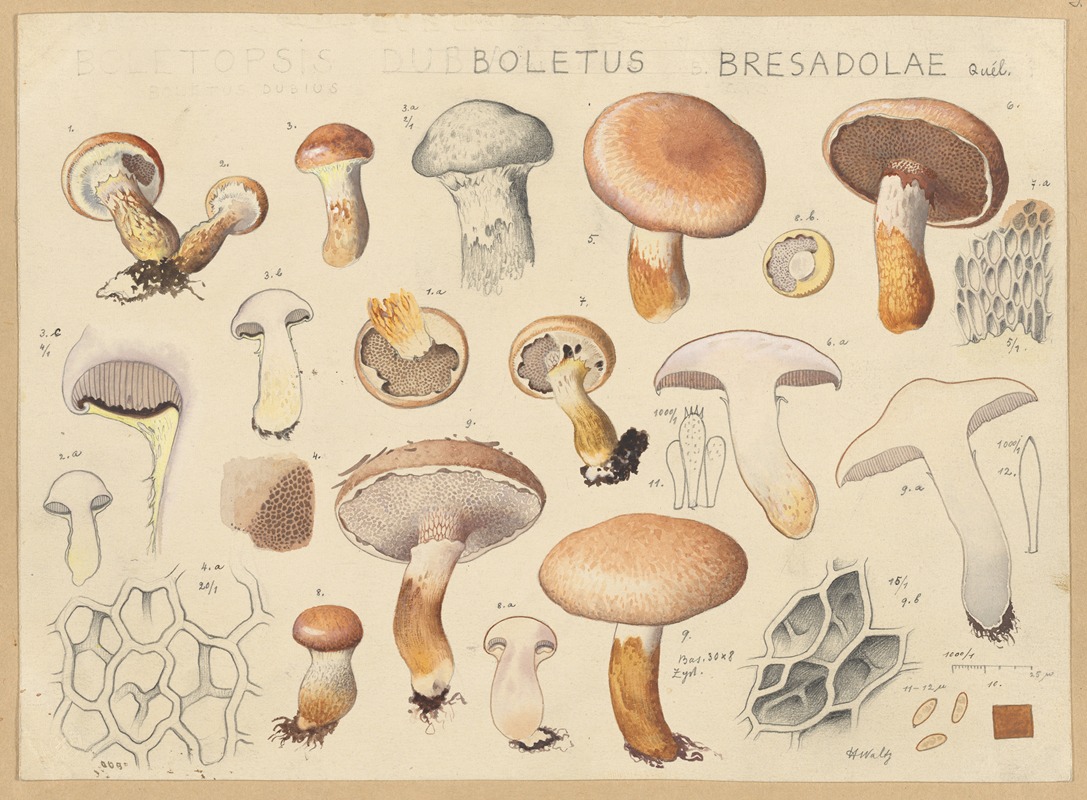 Hans Walty - Boletus bresadolae Quél.