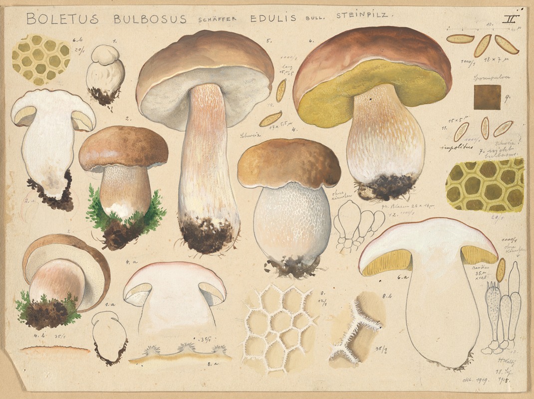 Hans Walty - Boletus bulbosus Schäffer edulis Bull