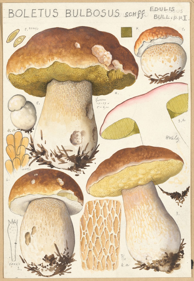 Hans Walty - Boletus bulbosus Schff.