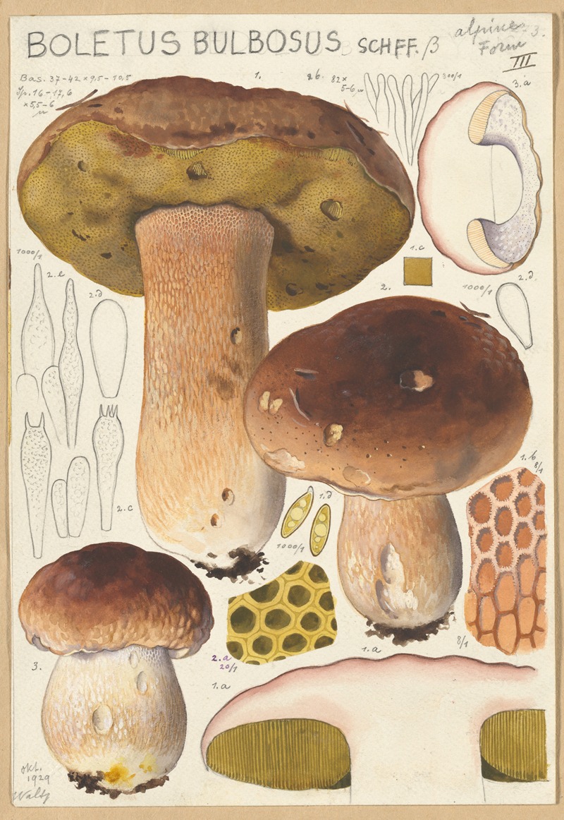 Hans Walty - Boletus bulbosus