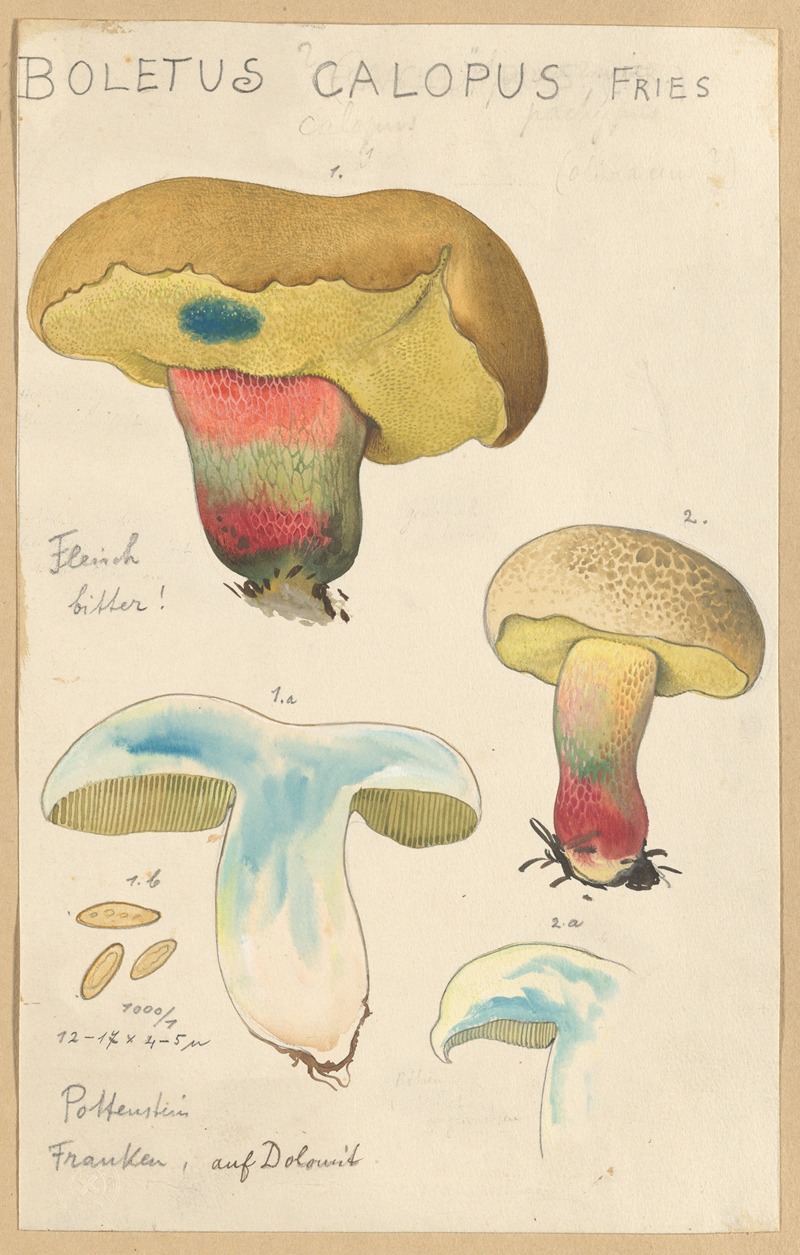 Hans Walty - Boletus calopus