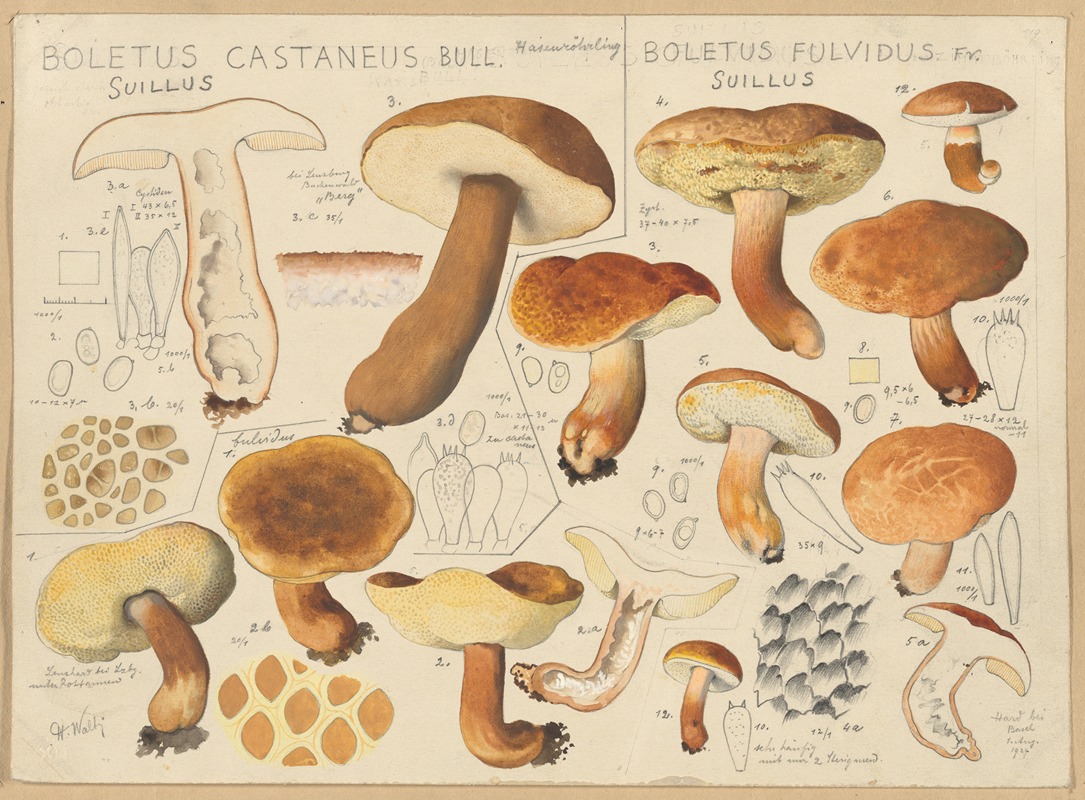 Hans Walty - Boletus castaneus, Boletus fulvidus