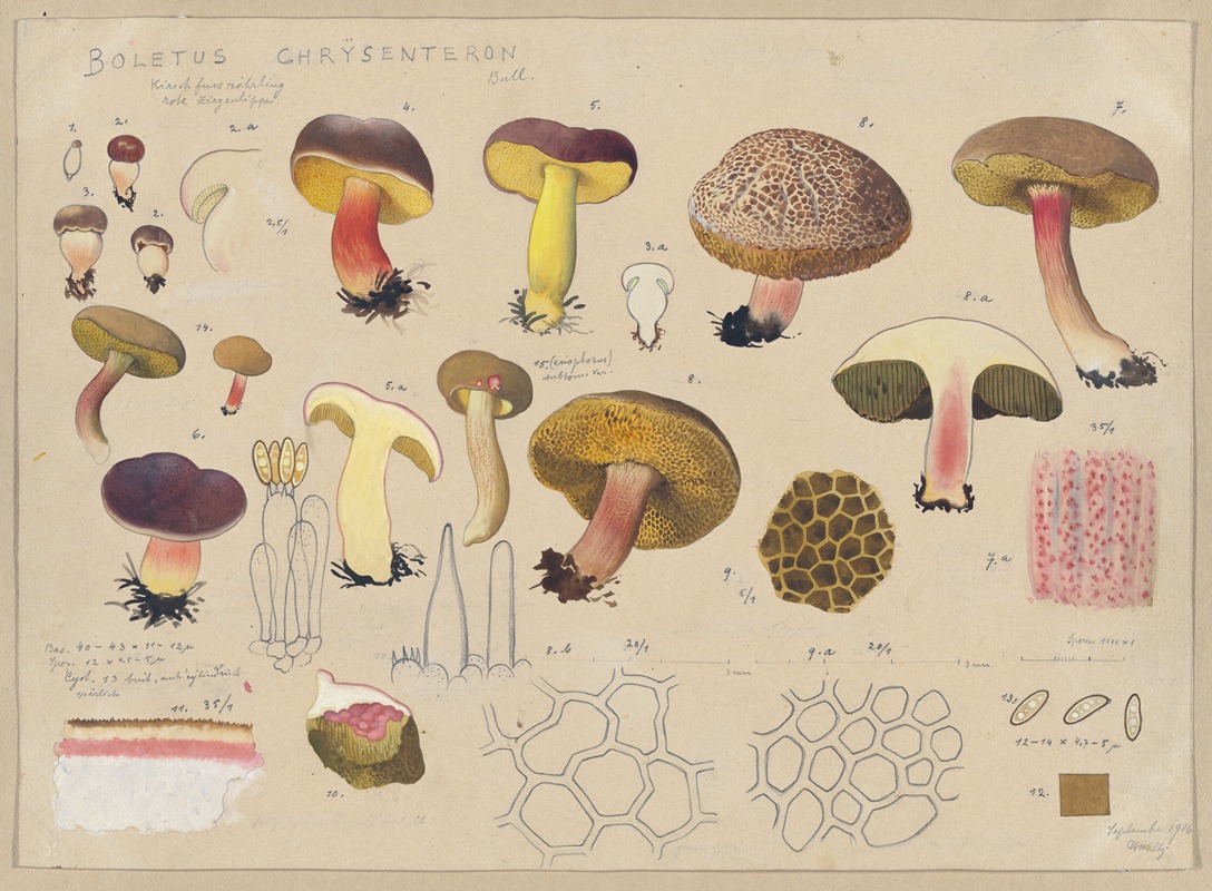 Hans Walty - Boletus chrysenteron Bull.