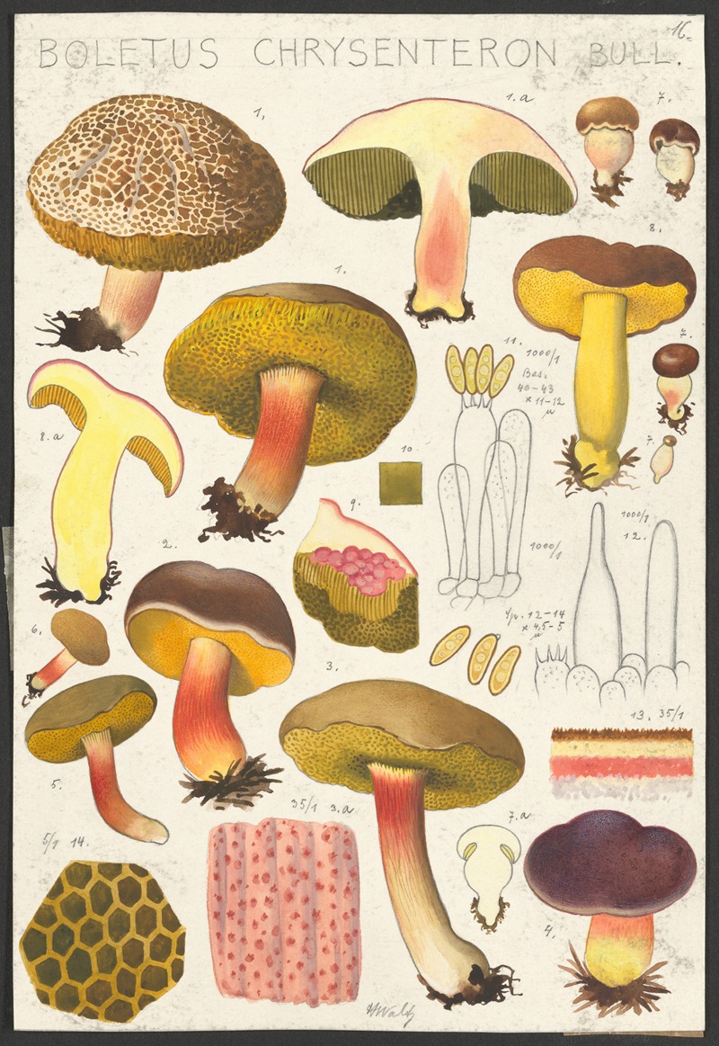 Hans Walty - Boletus chrysenteron Bull