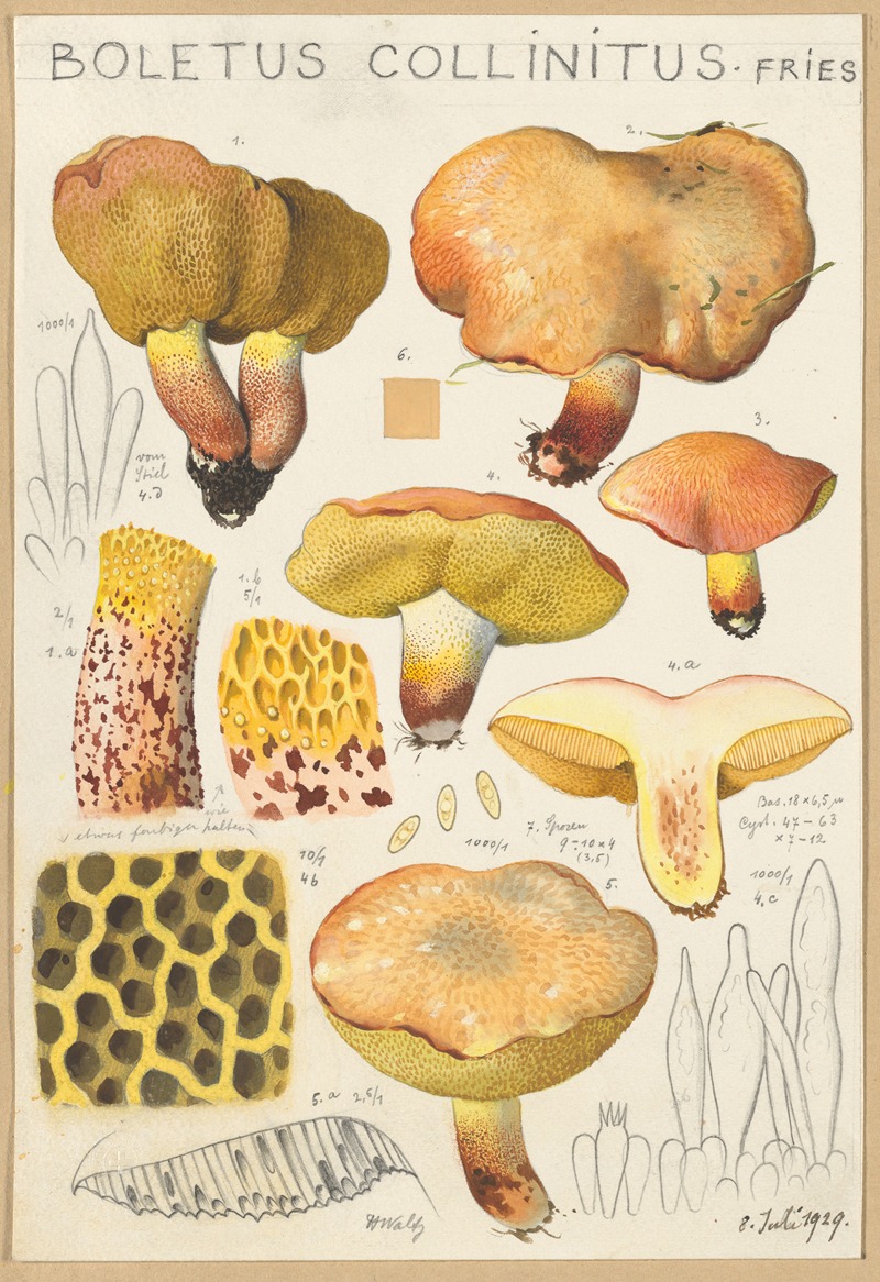 Hans Walty - Boletus collinitus