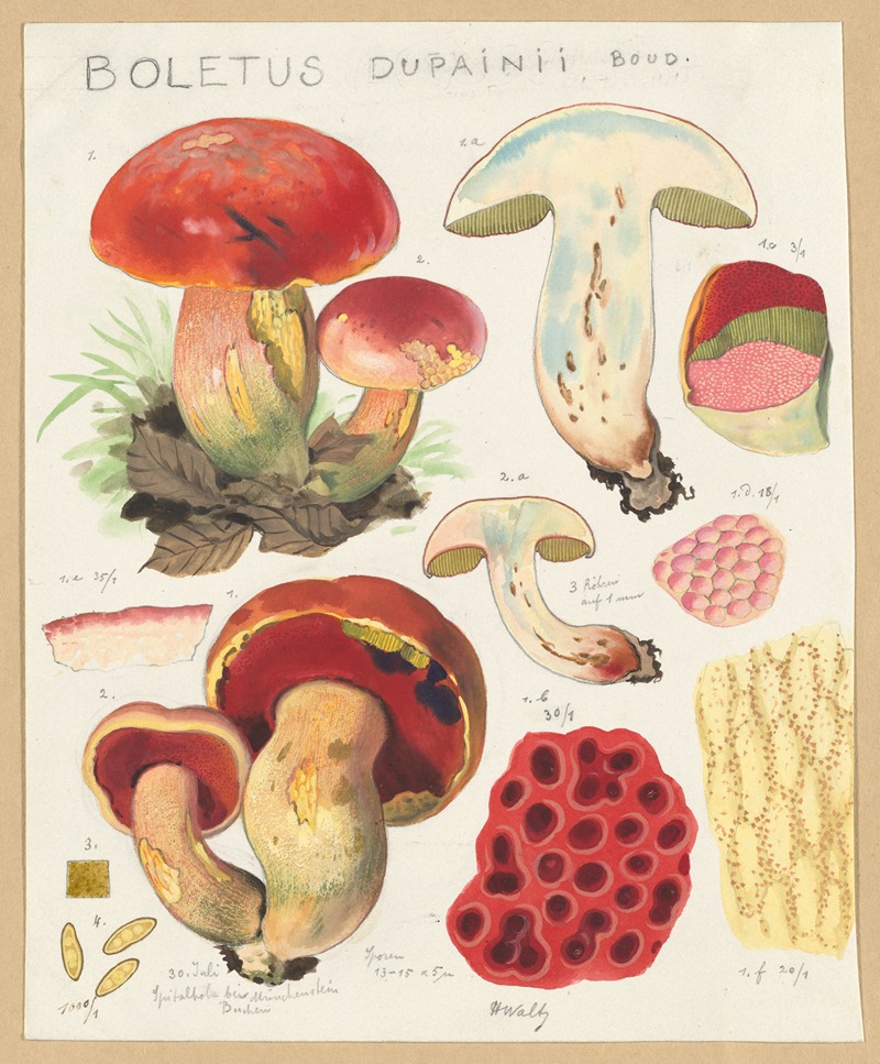 Hans Walty - Boletus dupainii Boud.