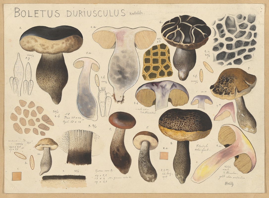 Hans Walty - Boletus duriusculus Kalchbr.