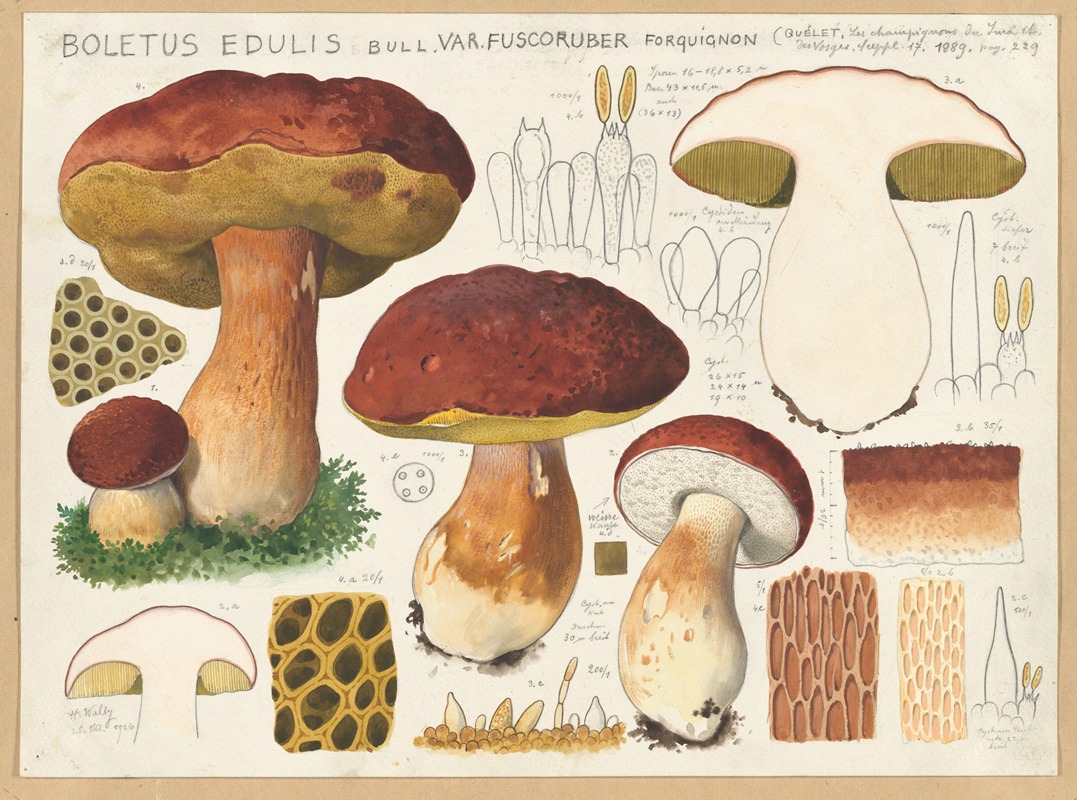 Hans Walty - Boletus edulis Bull. var. fuscoruber forquignon