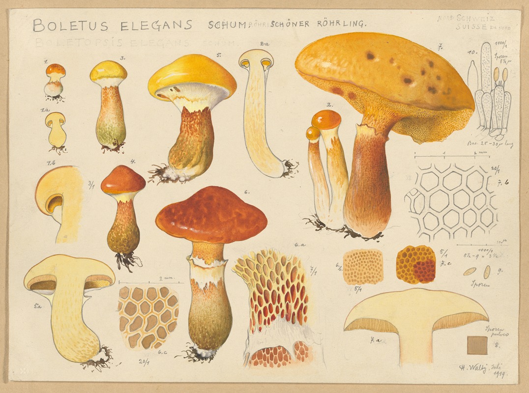 Hans Walty - Boletus elegans Schum.