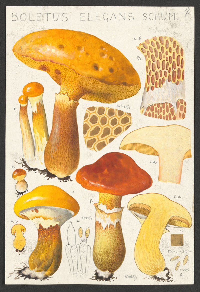 Hans Walty - Boletus elegans Schum