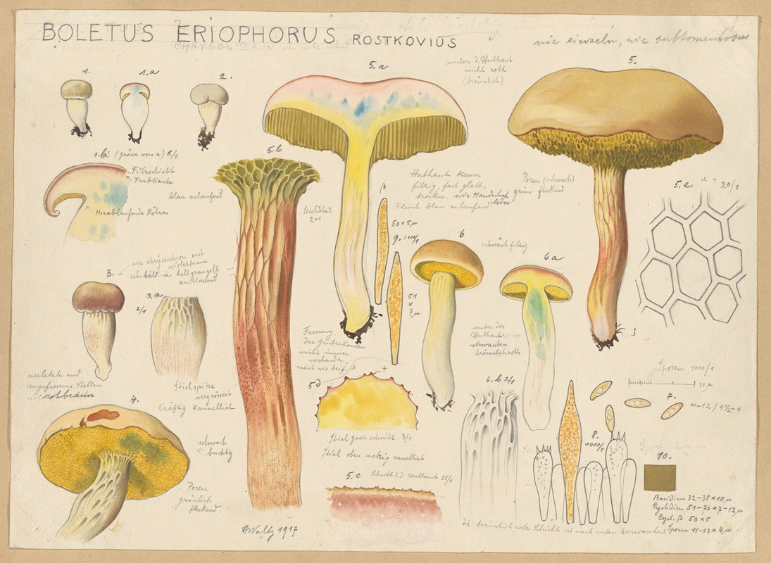 Hans Walty - Boletus eriophorus Rostkovius