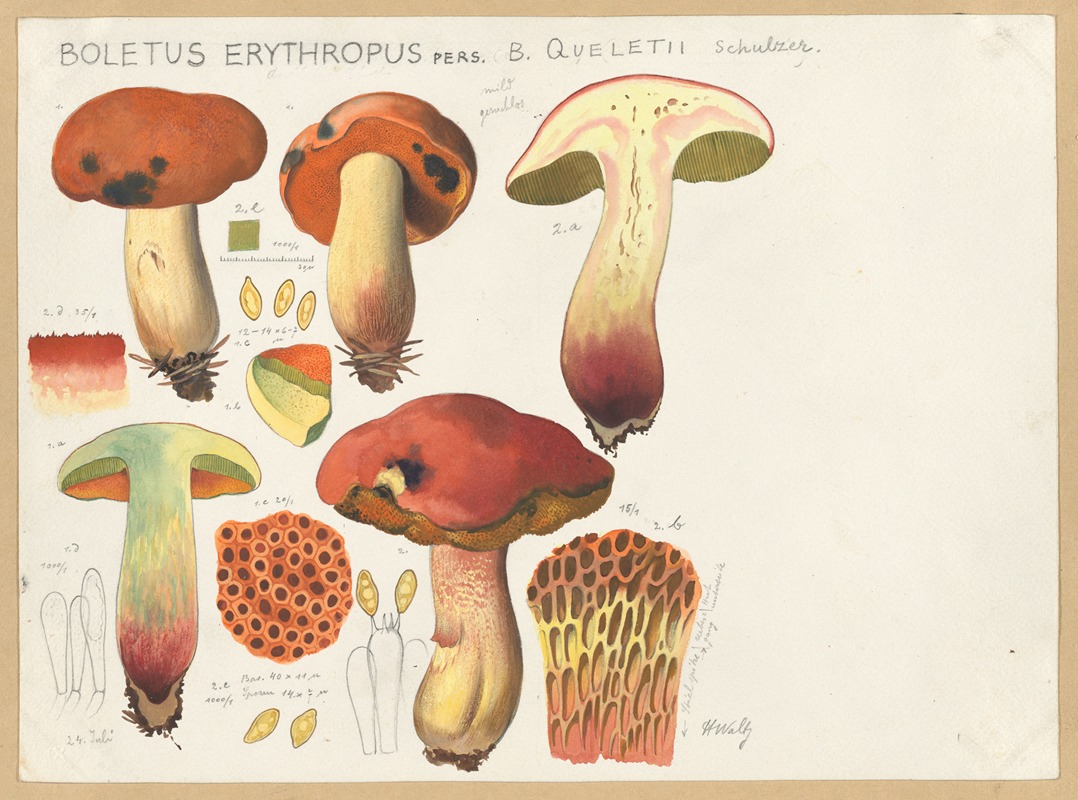 Hans Walty - Boletus erythropus Pers., B. queletii Schulzer.