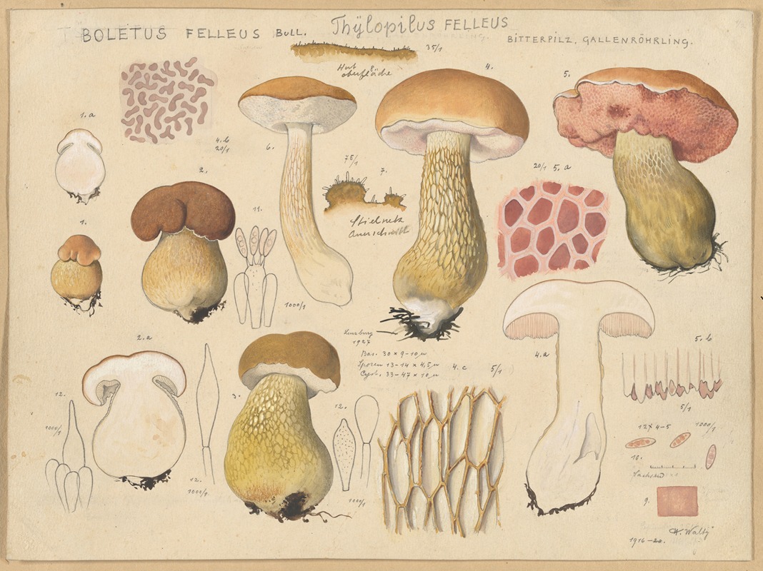 Hans Walty - Boletus felleus Bull., Thylopilus felleus Fr.