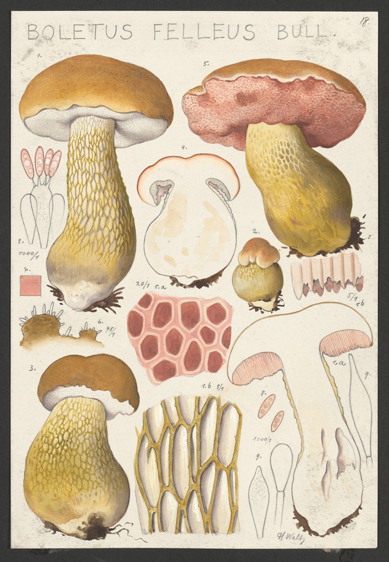 Hans Walty - Boletus felleus Bull.