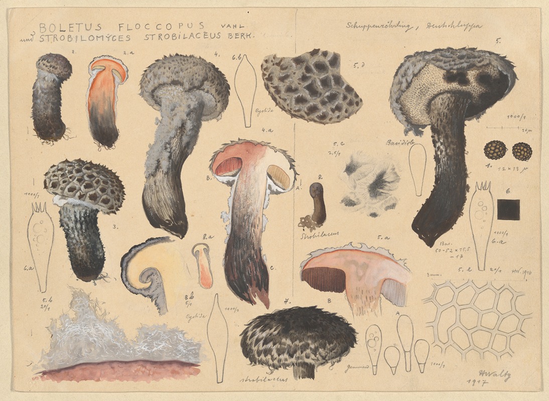 Hans Walty - Boletus floccopus Vahl., Strobilomyces strobilaceus Berk.