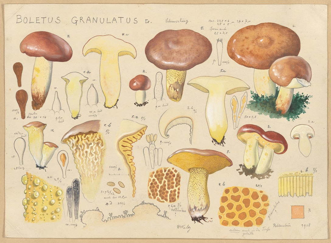 Hans Walty - Boletus granulatus L.