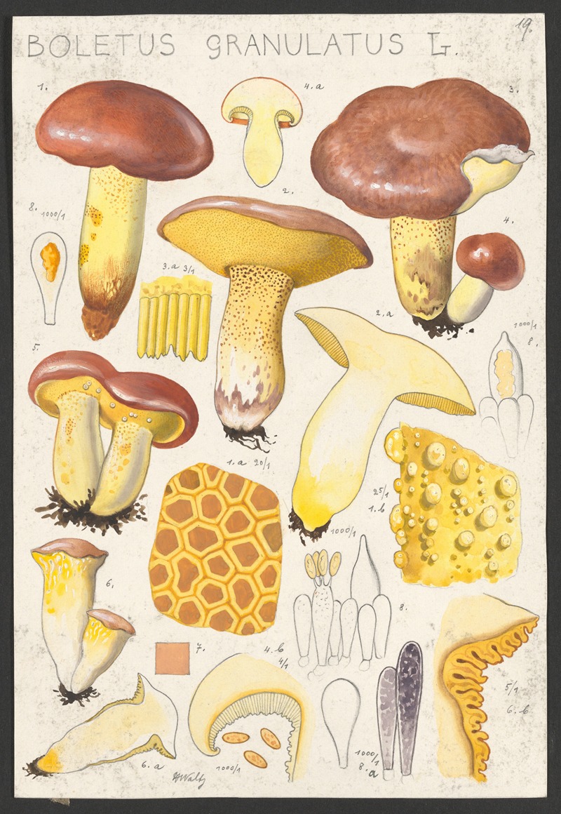 Hans Walty - Boletus granulatus L