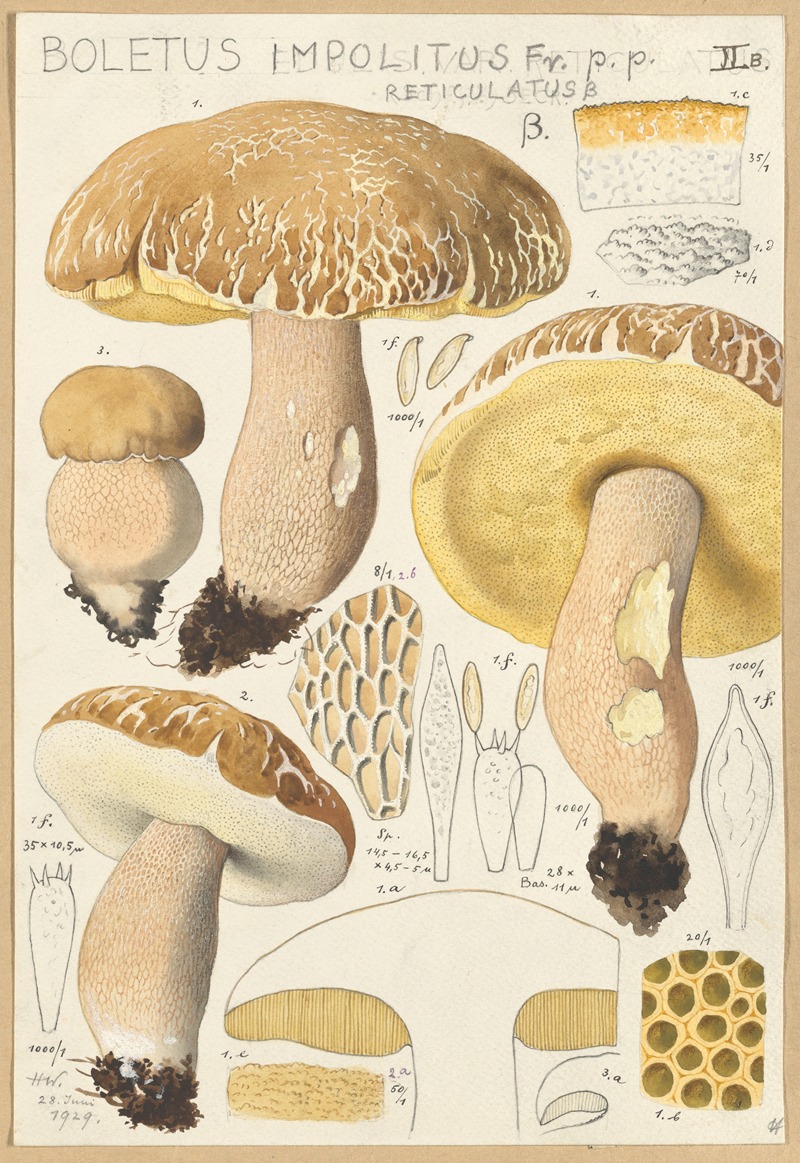 Hans Walty - Boletus impolitus Fr. reticulatus