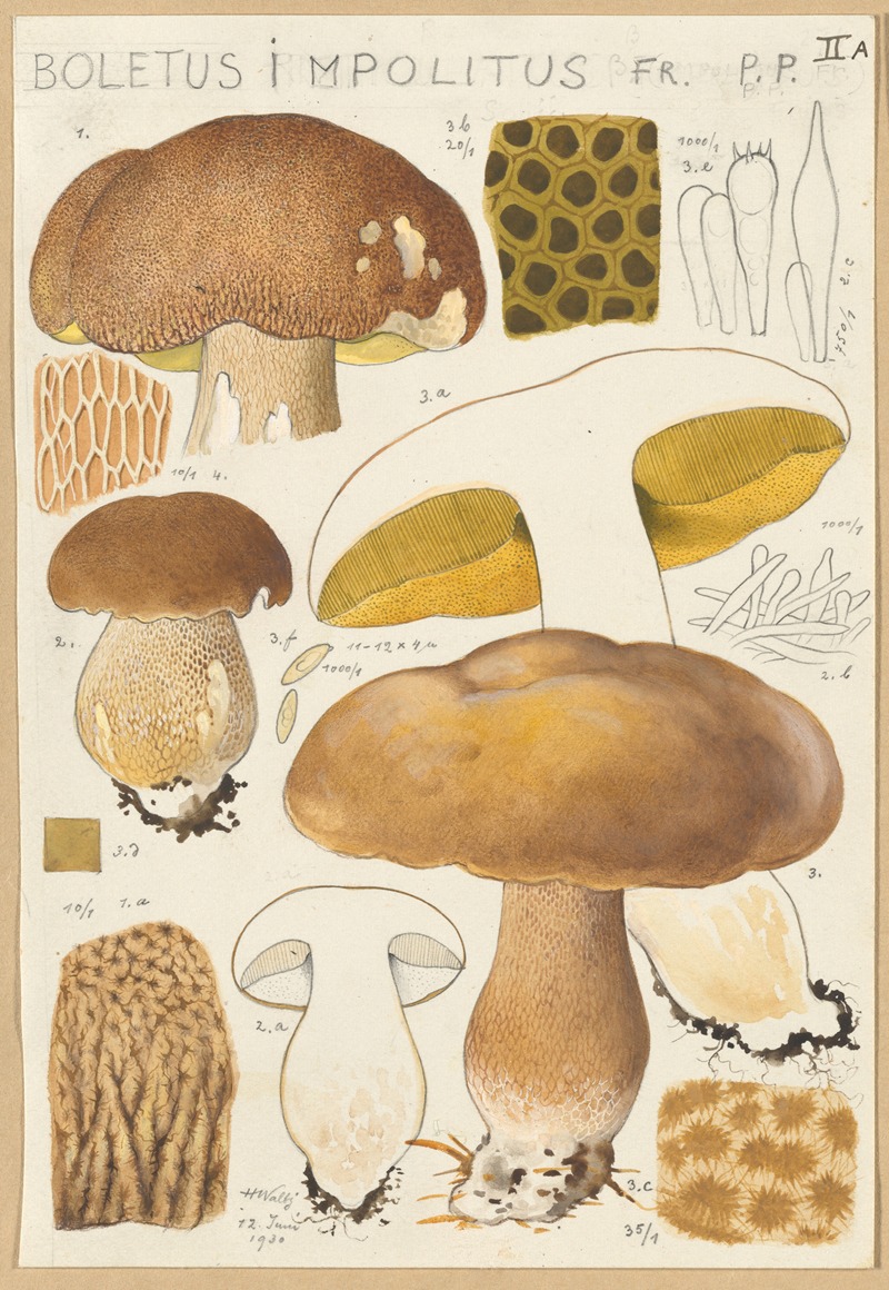 Hans Walty - Boletus impolitus