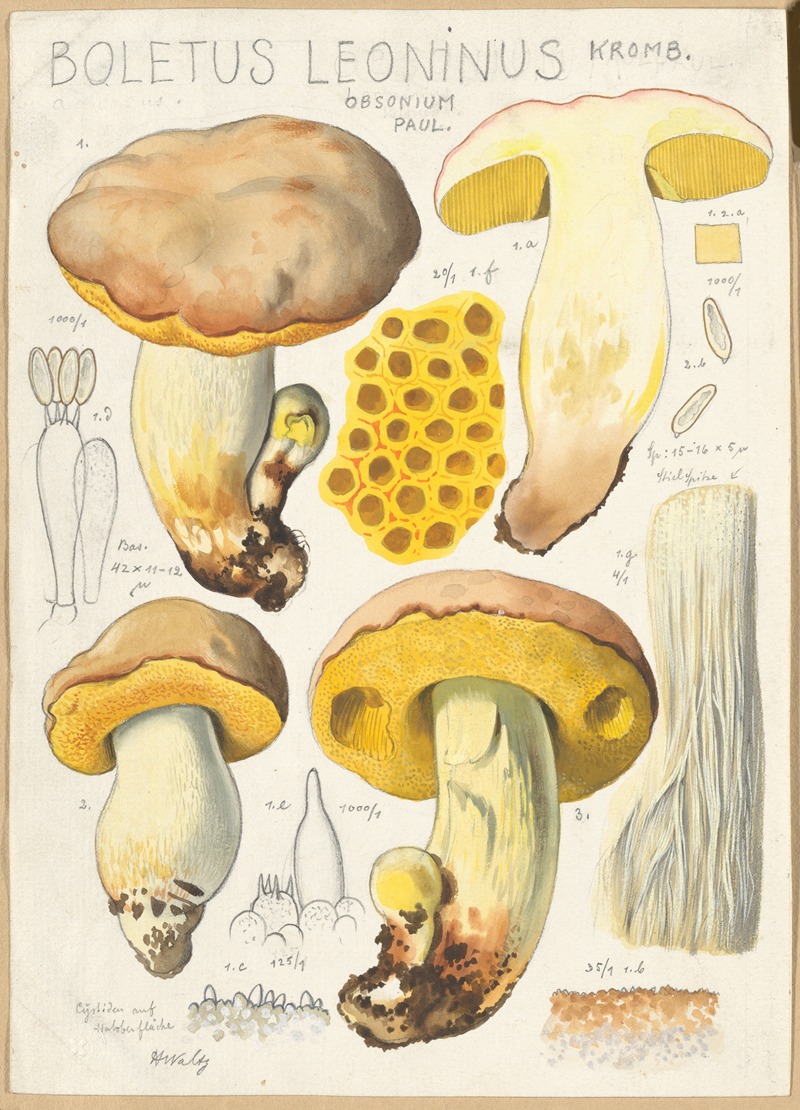 Hans Walty - Boletus leoninus