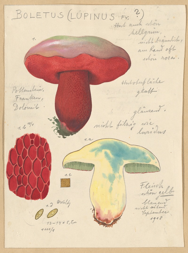 Hans Walty - Boletus lupinus