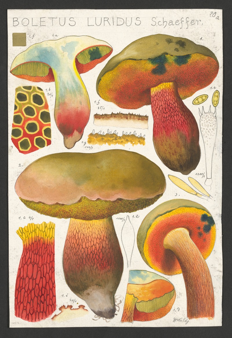 Hans Walty - Boletus luridus Schaeffer.