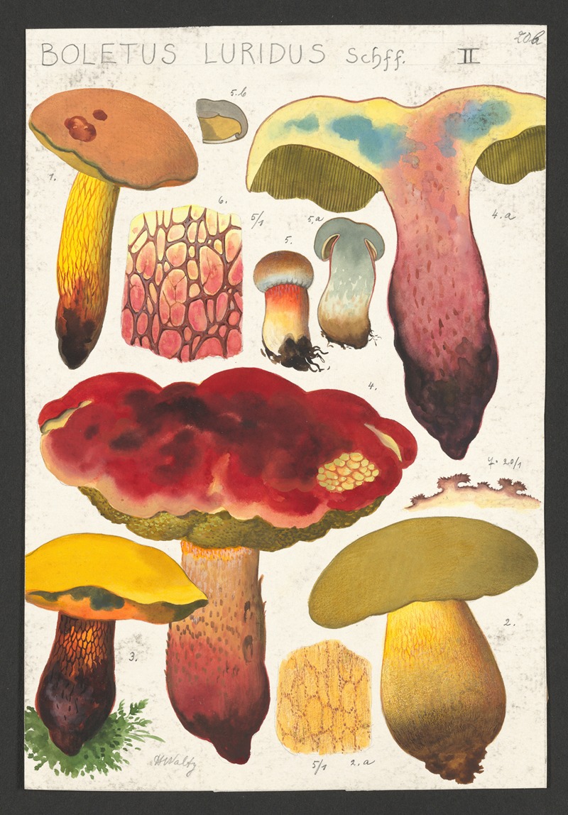 Hans Walty - Boletus luridus Schaeffer