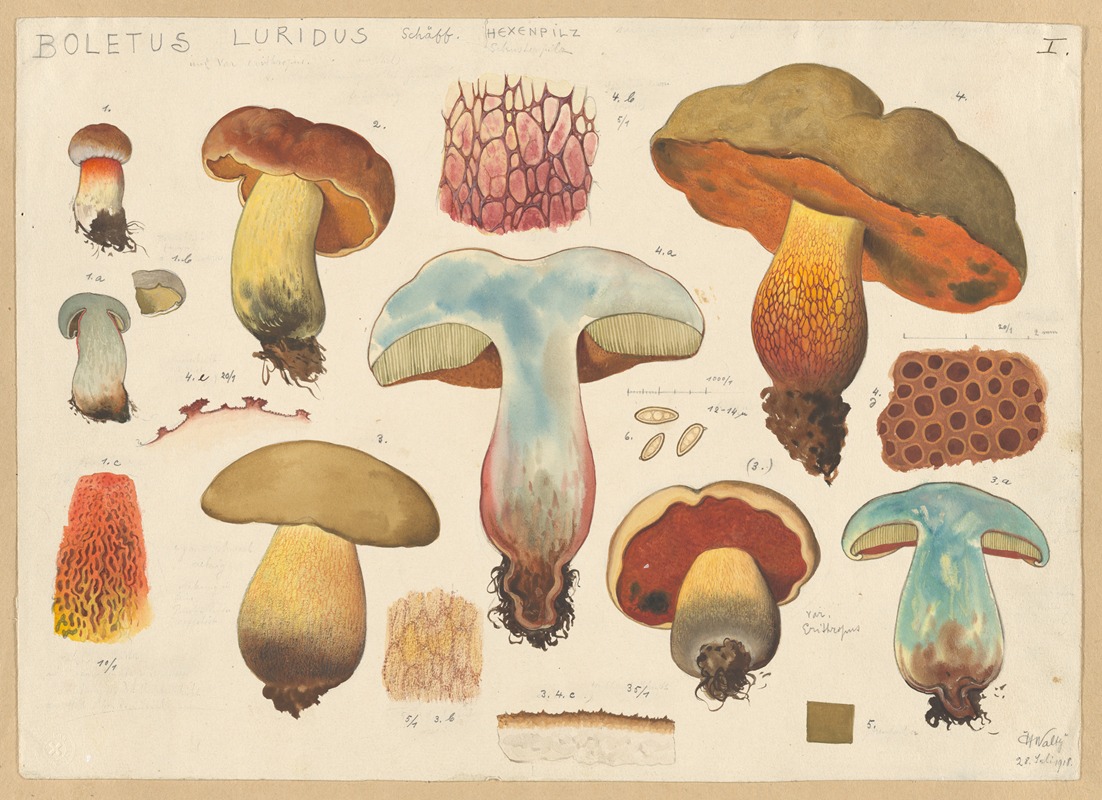 Hans Walty - Boletus luridus Schäff.