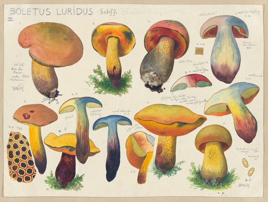 Hans Walty - Boletus luridus Schff. 2