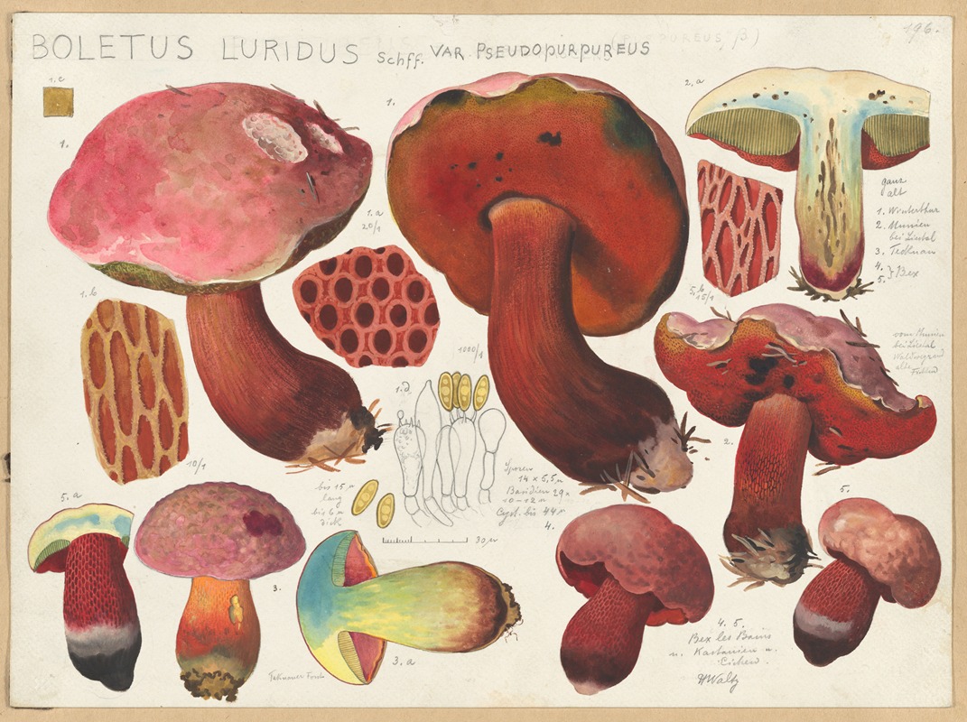 Hans Walty - Boletus luridus Schff. var. pseudopurpureus