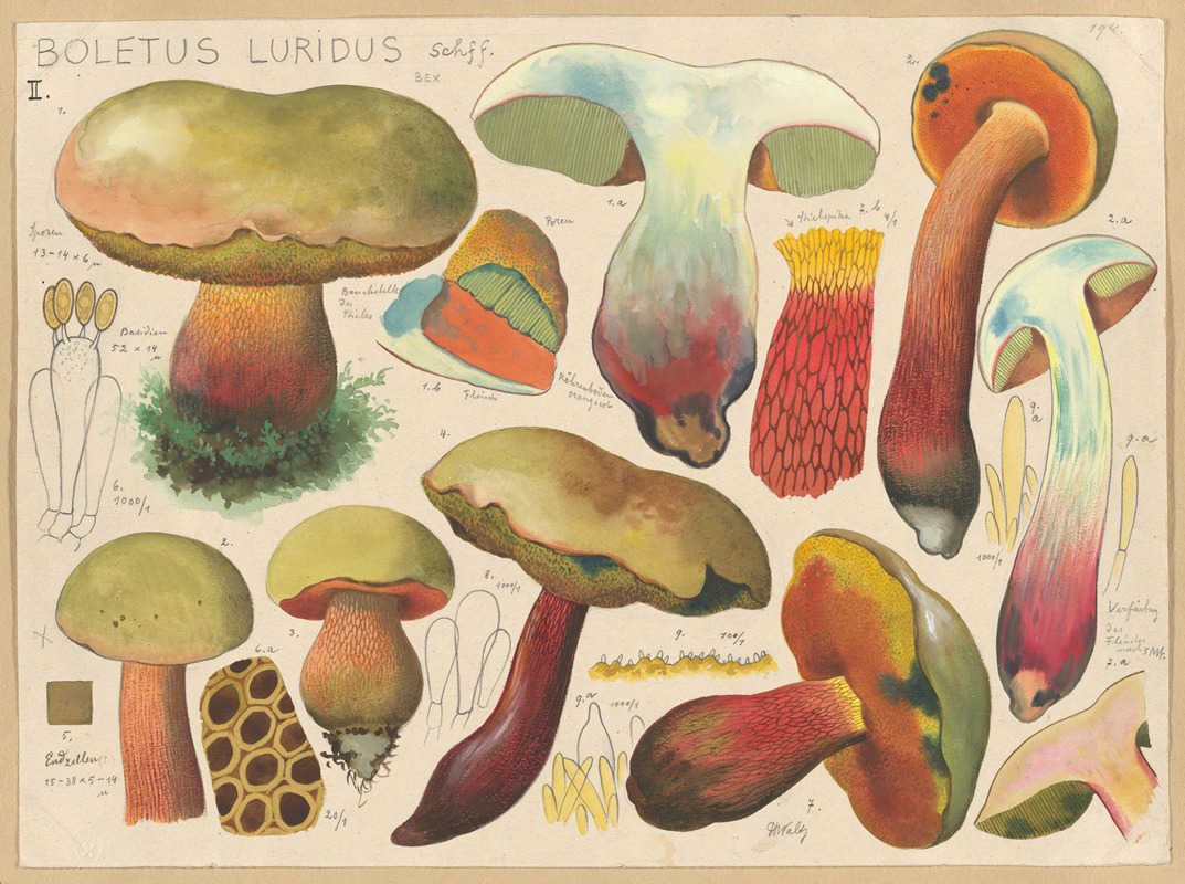 Hans Walty - Boletus luridus Schff.