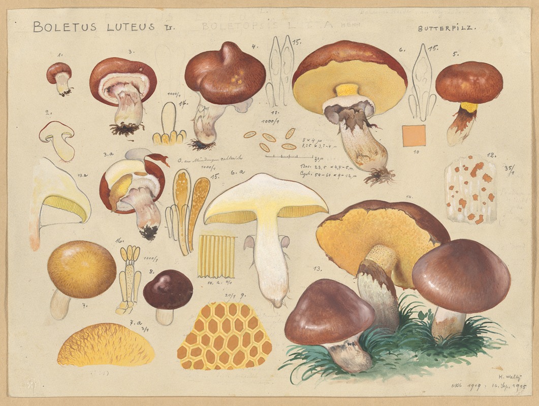 Hans Walty - Boletus luteus L.