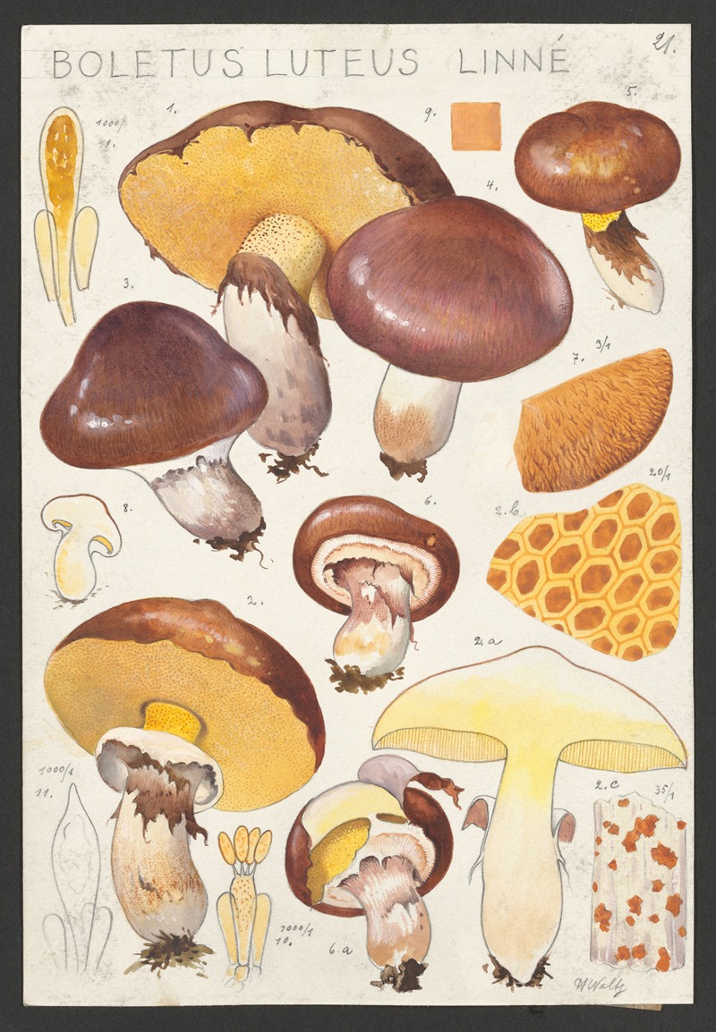 Hans Walty - Boletus luteus Linné.