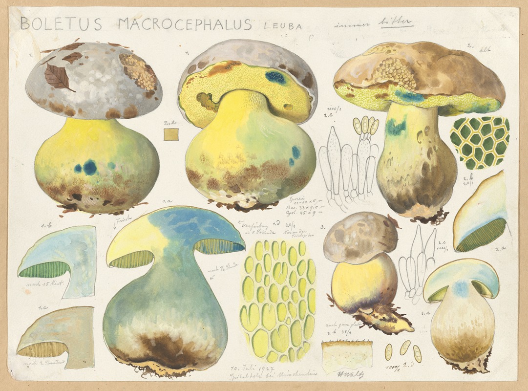 Hans Walty - Boletus macrocephalus Leuba