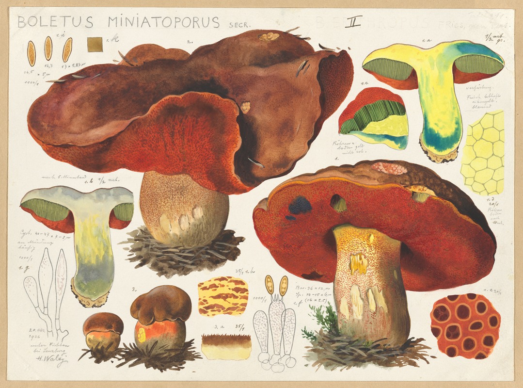 Hans Walty - Boletus miniatoporus Secr.