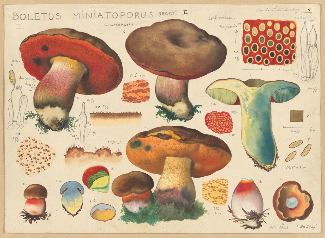 Hans Walty - Boletus miniatoporus Secrt.