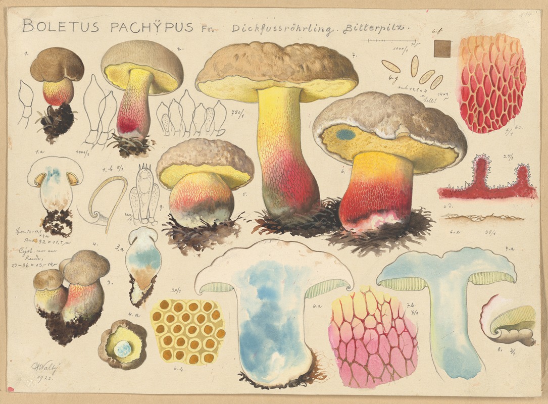 Hans Walty - Boletus pachypus Fr.