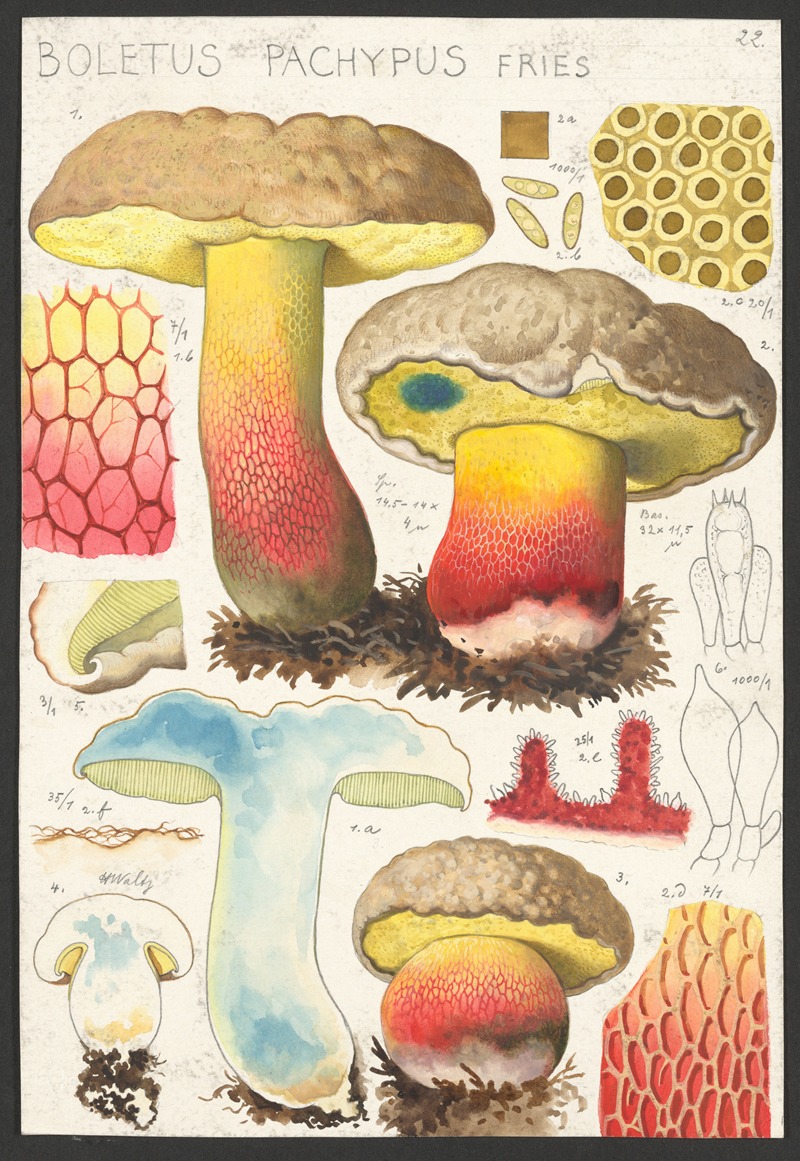 Hans Walty - Boletus pachypus Fries.